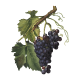 Black Grapes