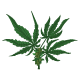 Kush Leaves