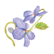 Parma Violet Plant