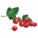 Redcurrant