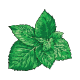 Spearmint